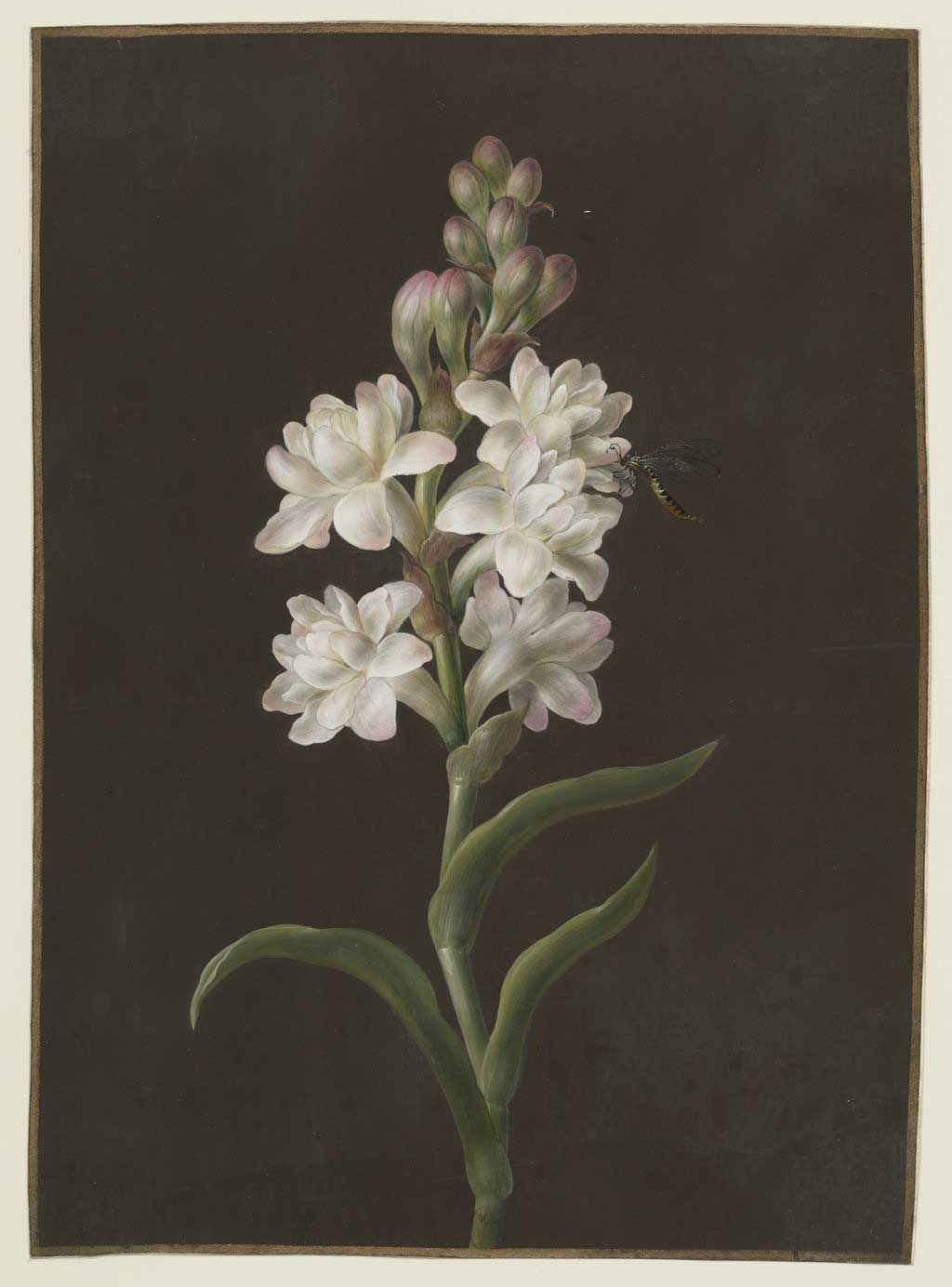 チュベローズ・デュ・メキシク – Officine Universelle Buly - Japan