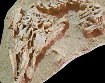 驚くべきプレシオサウルスの椎骨化石 - 先史時代の海生爬虫類