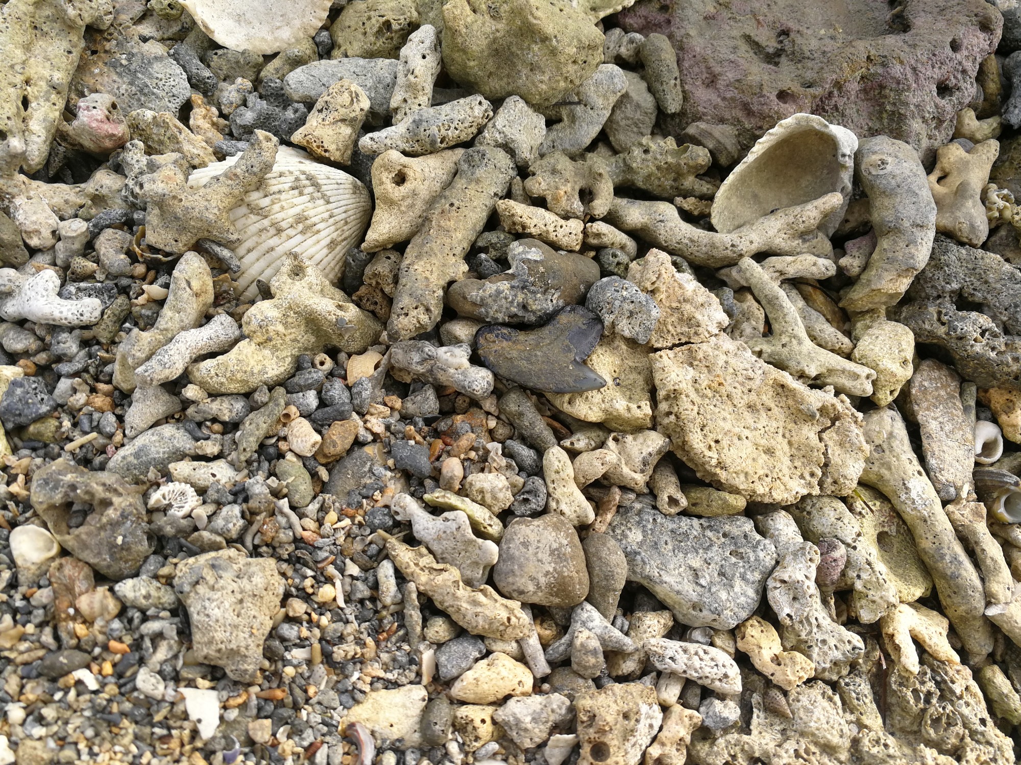 海で化石を探してサメの歯の化石を見つけた。 | かまんかまんぬ沖縄暮らし